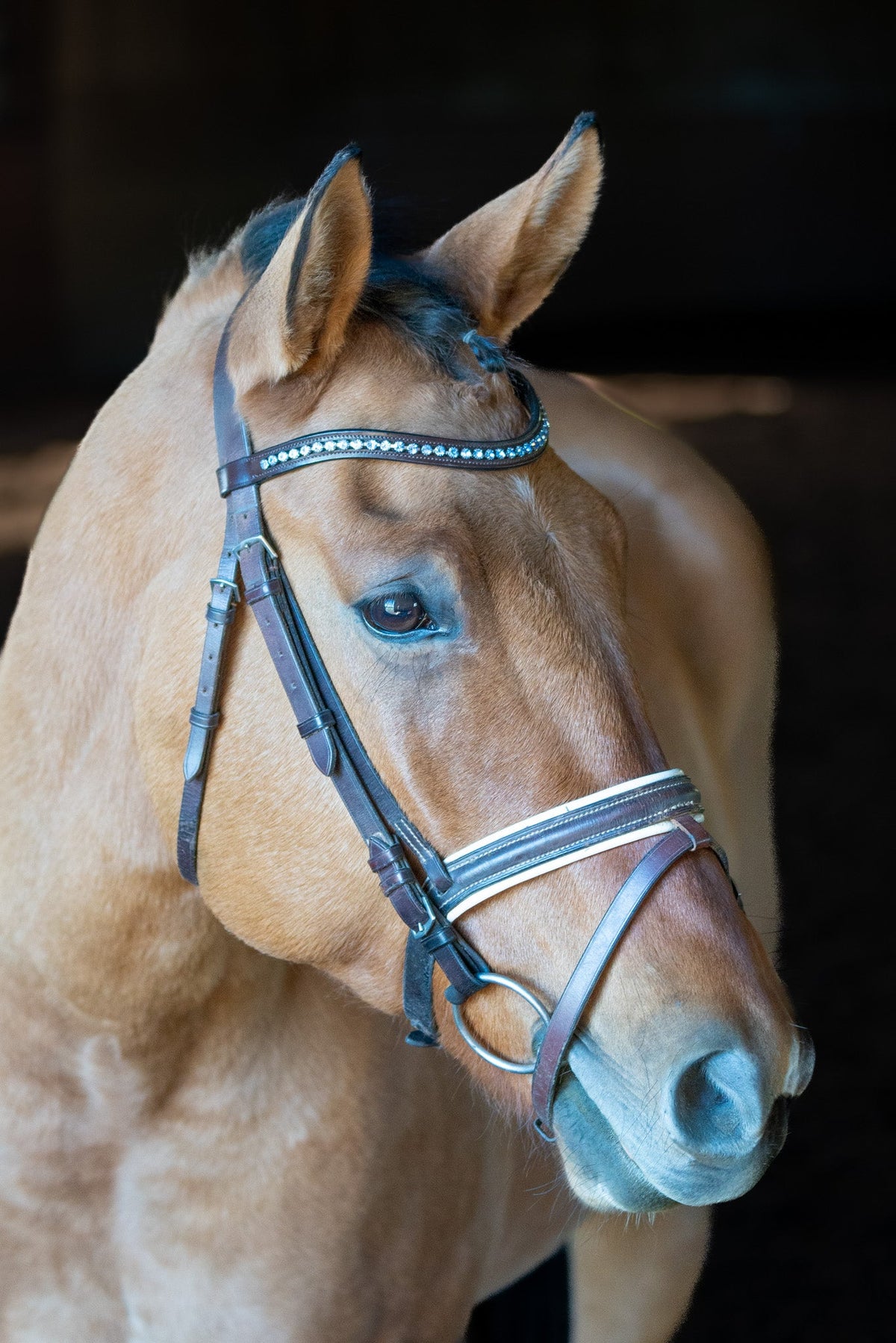 Frozen Browband
