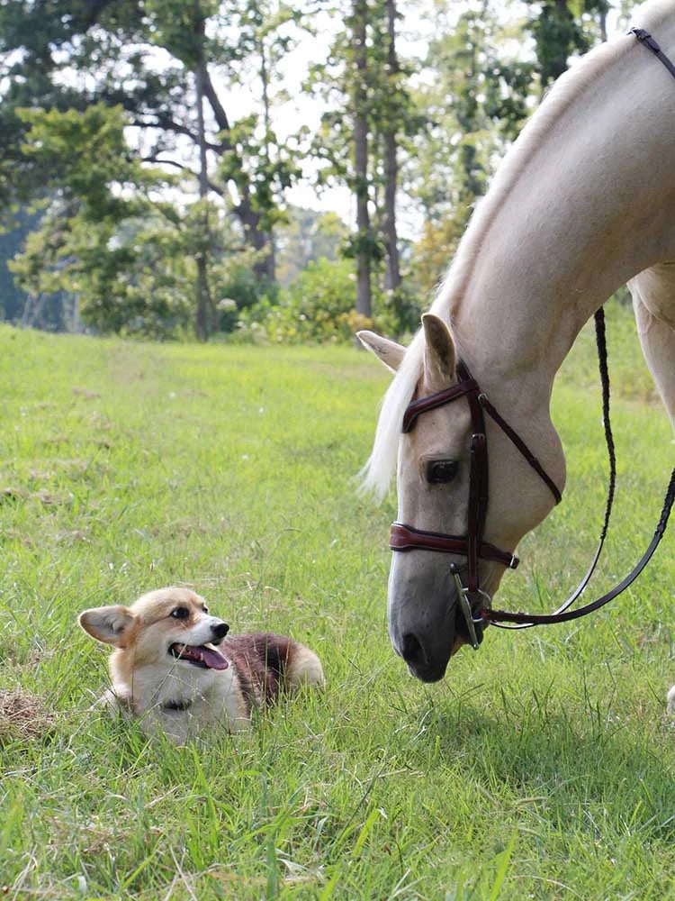 Santorini Snaffle Bridle