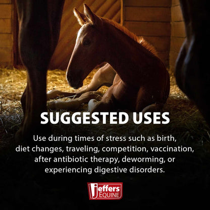 Jeffers Probiotic Gel for Horses, 2 Dose Syringe